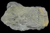 Pennsylvanian Fossil Horsetail (Calamites) - Kentucky #123535-1